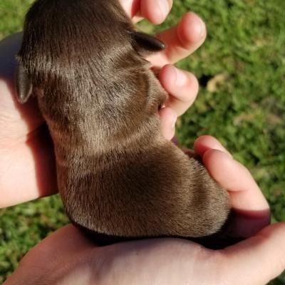Small brown puppy being held in two hands outdoors on grass