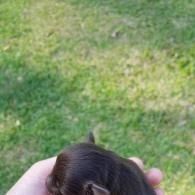 Hand holding a small dark brown puppy against a grassy lawn