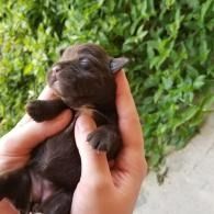 Tiny black puppy being held in two hands, with green foliage in the background.
