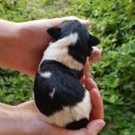 Small black-and-white puppy being held in two hands outdoors against green foliage.