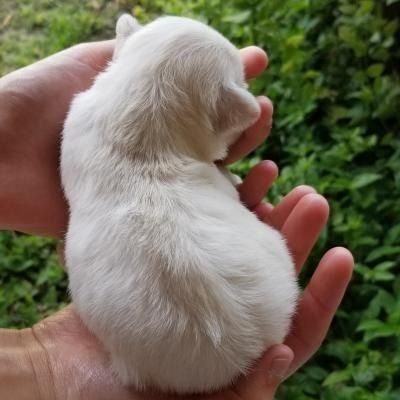 Tiny white puppy cradled in two hands, seen from above against a grassy background
