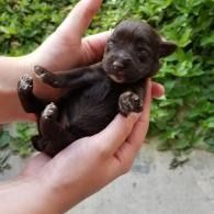 Tiny black puppy held in hands, with green foliage in the background