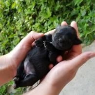 Tiny black puppy resting in cupped hands against a green leafy background