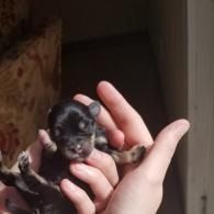 Tiny black-and-tan puppy resting in a hand, with eyes closed in a dim indoor setting