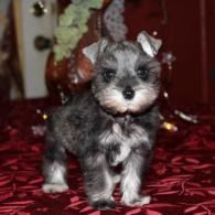 Small gray-and-white schnauzer puppy standing on a red patterned surface indoors