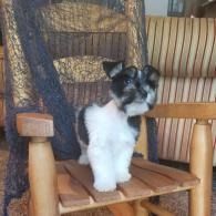 Small black-and-white dog standing on a wooden chair indoors