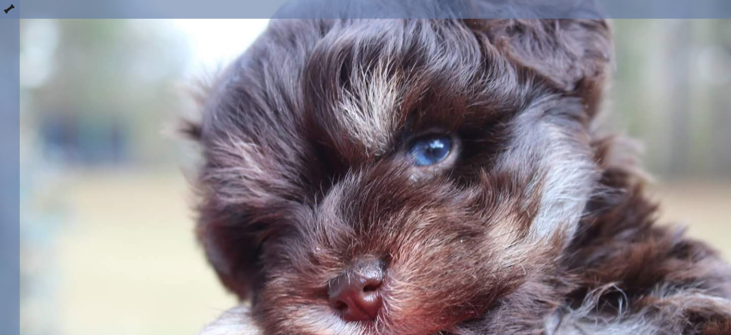 Close-up of a fluffy brown puppy with bright blue eyes against a blurred background