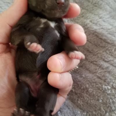 Tiny black puppy being gently held in a hand on a gray blanket