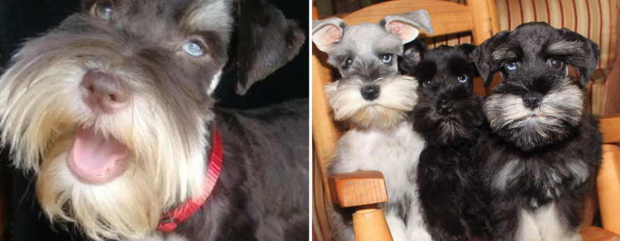 Two small dogs: a gray schnauzer close-up and two black-and-white dogs sitting together on chairs