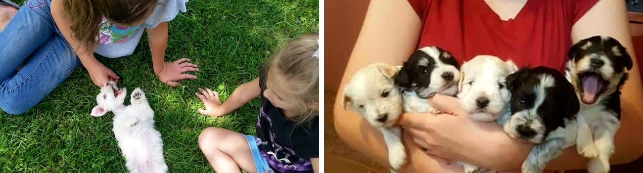 Four small puppies held in cupped hands, including black, white, and spotted pups.