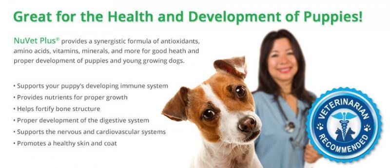 Veterinary ad with puppy, smiling woman, green headline, and blue seal on white background