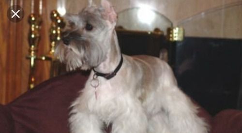 Small gray-and-white dog wearing a black collar, sitting indoors on a couch and looking left.