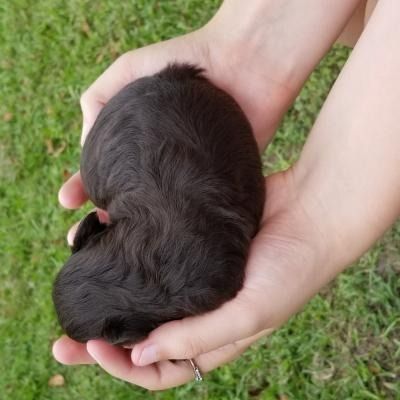 Tiny black puppy cradled in two hands over green grass