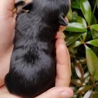 Tiny black puppy held in a hand, with a leafy green background