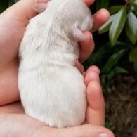 Tiny white puppy being held in two hands outdoors near green leaves