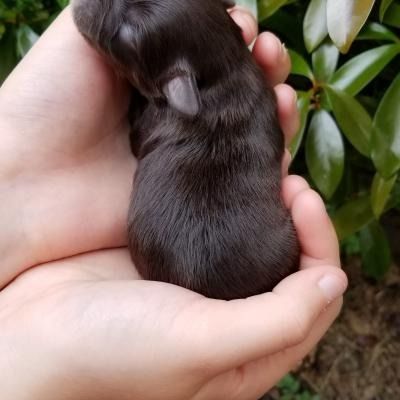 Tiny dark brown puppy curled in hands against green leaves