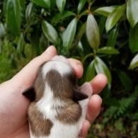 Tiny puppy resting in a hand, with brown and white fur against green foliage background