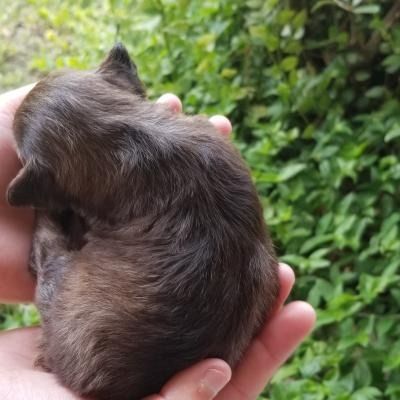 Small brown puppy held in cupped hands outdoors against green foliage