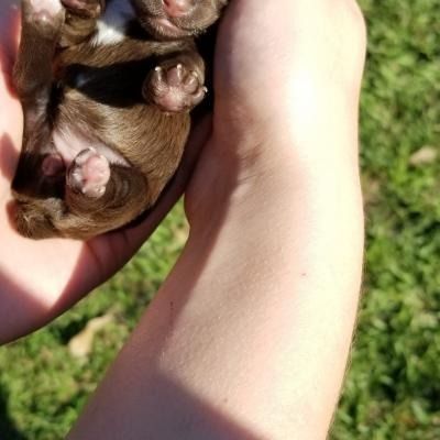 Brown puppy paws resting on a person’s arm outdoors in bright sunlight