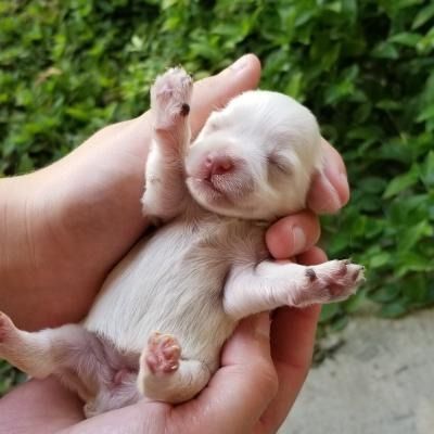 Tiny cream-colored puppy sleeping in a person’s hands against a green leafy background