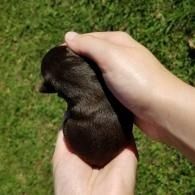 Two hands gently holding a small dark brown puppy on grass.