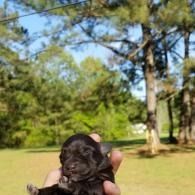 Tiny black puppy resting in cupped hands in a sunny park with trees and grass.