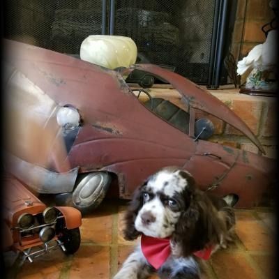 Brown-and-white puppy with red bandana in front of a vintage red car display