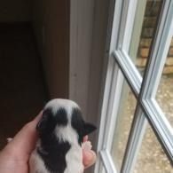 Hand holding a tiny black-and-white puppy by a window