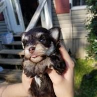 Small black-and-tan puppy being held outdoors in front of a house