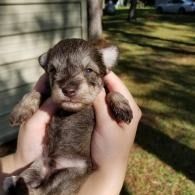 Tiny gray-brown puppy being held in two hands outdoors in sunlight