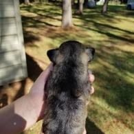 Small dark gray puppy being held outdoors in a sunlit yard