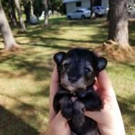 Tiny black puppy being held in hands outdoors on a grassy, tree-lined lawn