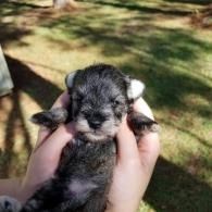 Tiny black puppy being held in two hands outdoors on grass.