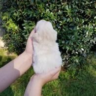 White puppy being held in two hands outdoors in front of green bushes