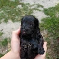 Tiny black puppy being held in two hands outdoors on grass and dirt