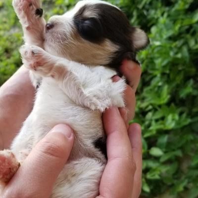Tiny black-and-white puppy being gently held in hands outdoors on green grass