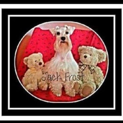Three dogs in a red oval frame with “Jack Frost” text on a black background