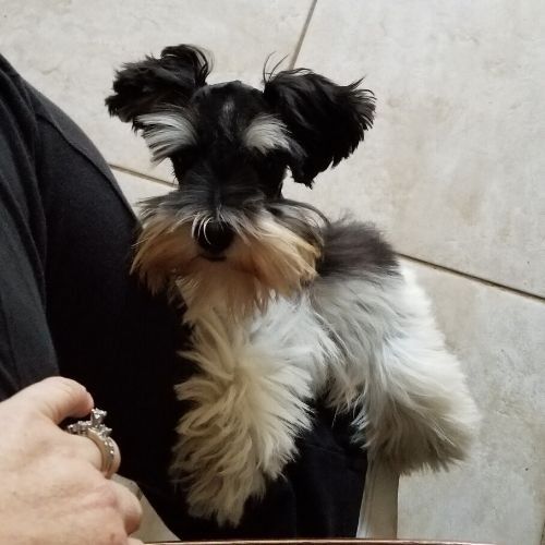Small black, white, and tan dog sitting on a person's lap, looking at the camera.