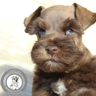 Brown puppy with blue eyes and a fluffy coat, looking at the camera on a light background
