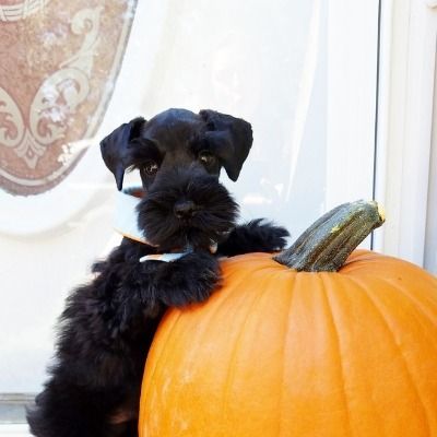 Black dog with a white collar sitting behind a large orange pumpkin on a porch