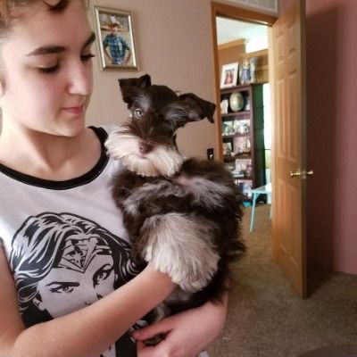 Person holding a black-and-white young schnauzer indoors near an open door