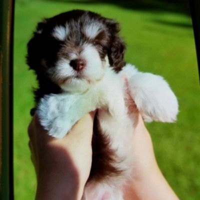 Tiny black-and-white puppy held in two hands against a bright green background