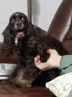 Black-and-brown dog sitting on a couch, mouth open, with a hand reaching toward its chest.