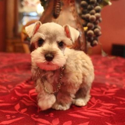 Small fluffy tan puppy sitting on a red patterned tablecloth with a blurred warm-toned background