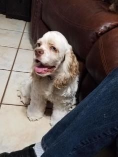 Small white-and-tan dog sitting on a tiled floor beside a couch, panting with tongue out.
