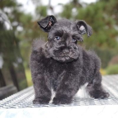 Small black dog standing on a metal table outdoors, with a blurred green background.