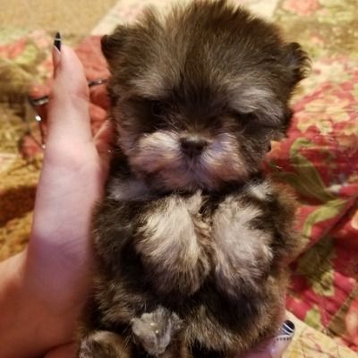 Tiny fluffy puppy with dark fur and a white muzzle, being held in a person’s hand.