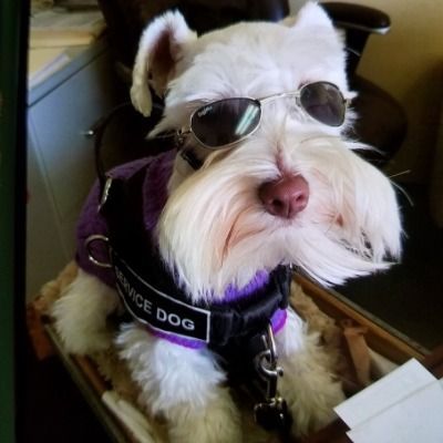 White service dog wearing sunglasses and a purple harness, sitting indoors.