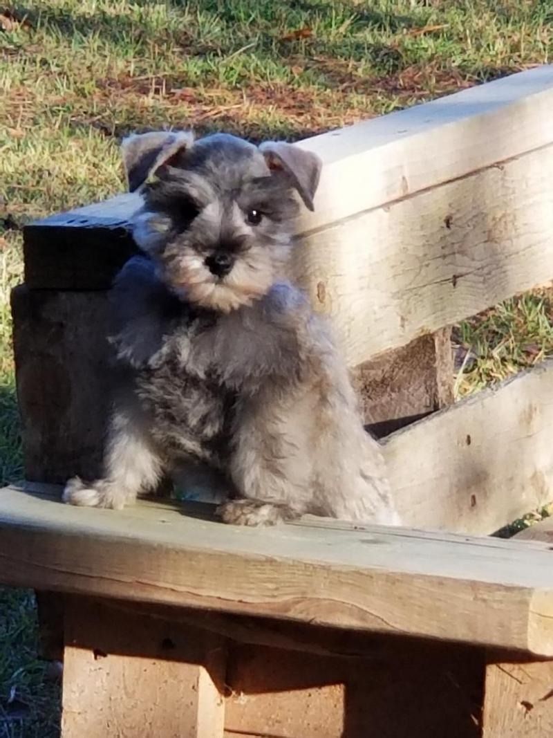 Small gray puppy sitting on a wooden bench outdoors in sunlight