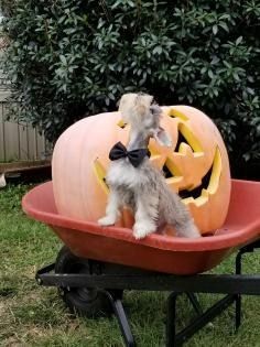 Small dog in a Halloween costume sitting inside a pumpkin decoration on a red wagon outdoors
